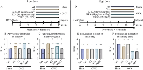 Figure 3. Tissue-selective oestrogen complex (TSEC) does not aggravate perivascular infiltration in the kidneys or salivary glands of OVX MRL/lpr mice. MRL/lpr mice were subjected to sham surgery or ovariectomy (OVX) at 6–7 weeks of age. In the low-dose experiment, sham-operated mice were treated with vehicle (Veh) and OVX mice were treated 5 days per week for 3 weeks with a low dose of 17β-oestradiol (E2; 0.15 μg/mouse/day), bazedoxifene (BZA; 36 μg/mouse/day), E2 + BZA (TSEC), or Veh. (A) Experimental set-up; perivascular cellular infiltration in (B) kidney and (C) salivary gland. In the high-dose experiment, sham-operated mice were treated with Veh and OVX mice were treated 5 days per week for 3 weeks with a high dose of E2 (0.5 μg/mouse/day), BZA (48 μg/mouse/day), TSEC, or Veh. (D) Experimental set-up; perivascular cellular infiltration in (E) kidney and (F) salivary gland. Each data point represents an individual animal. The bars indicate the median. Statistical analysis: Kruskal–Wallis followed by Dunn’s multiple comparison test.