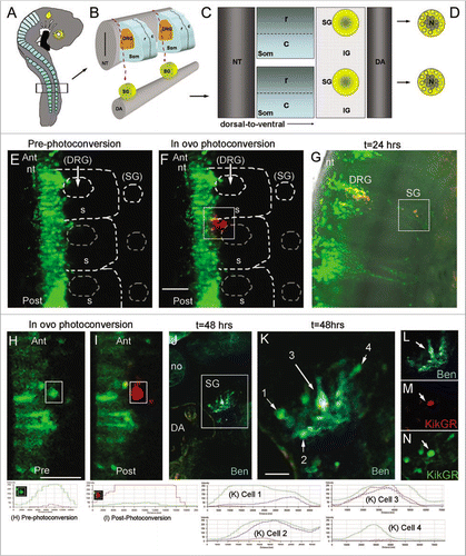 Figure 4 Towards cell tracing during organogenesis: determining the fates of early versus late migrating sympathetic precursor cells. (A) Schematic of E3 chick embryo with boxed region indicating region of interest for photoactivation cell labeling of premigratory neural crest cells. (B) Schematic of typical trunk neural crest cell medial to ventral migratory pathway through the presumptive dorsal root ganglia (DRG) to reach the sympathetic ganglia (SG) adjacent to the dorsal aorta (DA). (C) Sagital view of the trunk structures including the rostral (R) and caudal (C) somite and the SG and inter-ganglionic region (IG). (D) Schematic of the SG that form into a neuronal core (N), grey shaded area, and progenitor neural crest cells, yellow area. (E) In ovo image of KikgR unphotoactivated (green) construct expressed by premigratory neural crest cells in the neural tube, and beginning to emerge into the rostral somite. (F) In ovo image of post-photoactivation (red) of neural crest cells within the highlighted box, showing a group of cells that recently emerged from the neural tube beginning their medio-ventral migration path to populate either the dorsal root or sympathetic ganglia. Unphotoactivated cells remained green. (G) Whole embryo explant image of where the photoactivated cells migrated and localized. From the initial group of photoactivated cell, a portion stopped in the dorsal root ganglia and some continued ventral to give rise to the sympathetic ganglia. (H and I) pre- and post-in ovo photoactivation of early neural crest cells emerging from the neural tube (within box). (J) Embryo after 48 hours from (I), transverse sectioned and stained with Ben (blue). (K–N) Higher magnification of boxed region in (J). Line scan intensities for cells in part (H, I and K) are shown at the bottom of the figure. Pre-photoconversion levels show GFP intensity above 250 AFU and RFP channel below 50 AFU. Post-photoconversion shows an increase in RFP intensity above 250 AFU and a decrease in GRF intensity to below 50 AFU. Cells from 1 K include cell 1 = unphotoconverted non-neural cell (green only), cell 2 = unphotoconverted neural cell (Green and Blue), cell 3 = photoactivated neural cells (Red, Blue and Green-this cell has green fluorescence after 72 hours post-photoconversion because the PSCFP will continue to be made in cells that express it whether it is photoconverted or not), cell 4 = unphotoconverted non-neural cell (green only). nt, neural tube; DRG, dorsal root ganglia; SG, sympathetic ganglia; DA, dorsal aorta; no, notochord.