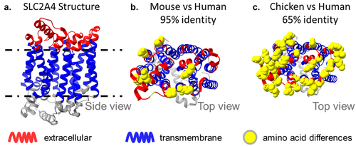 Figure 6. Sequence divergence of SLC2A4, a conserved 12-TM transporter. SLC2A4 is a complex immunogen with small extracellular loops and 95% sequence identity between mouse and human. The extracellular loops of human SLC2A4 have only 9 amino acid differences relative to mouse, but 20 amino acid differences (and only 65% identity) with the closest chicken paralog, SLC2A1. The use of a chicken host enabled the discovery of antibodies with diverse epitopes.11