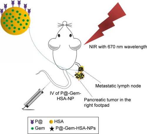 Figure 1 A schematic illustration showing the composition of this triple-functional NP.Notes: Gem was binding with or encapsulated by HSA, and the outer layer of HSA was conjugated with P@. After IV of P@-Gem-HSA-NPs via the tail vein, the concept of theranostic through imaging-guided combined PDT and chemotherapy toward pancreatic cancer with lymphatic metastases is exhibited.Abbreviations: Gem, gemcitabine; HSA, human serum albumin; IV, intravenous injection; NIR, near infrared; NPs, nanoparticles; P@, pheophorbide-a; PDT, photodynamic therapy.