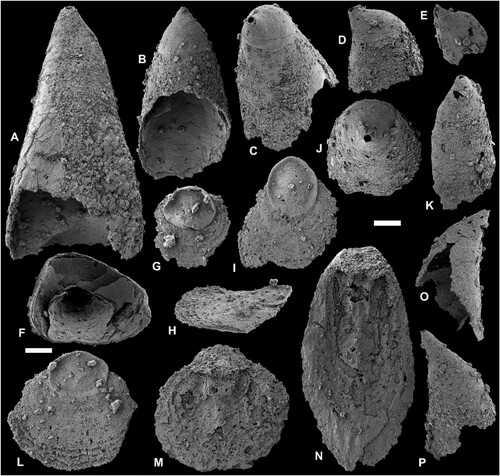 Figure 5. A–J, L–N. Pomeraniotreta biernatae Bednarczyk, Citation1986; A, ventral valve (PMU38380), posterior view showing undivided pseudointerarea; B, ventral valve (PMU38377), anterior view; C, ventral valve (PMU38379), oblique lateral view; D, E, apical portions of two ventral valves (PMU38367, PMU38384) showing profile of larval shell (for better display purposes E has been mirrored digitally); F, ventral valve (PMU38378), internal view showing apical process and pedicle tube; G, dorsal valves (PMU38368) with transversely oval larval shell; H, slightly concave dorsal valve (PMU38370) in lateral view, I, dorsal valve (PMU38373) with elongate oval larval shell; J, apical view of D; L, dorsal view of H; M, dorsal valve (PMU38371) interior view with subrectangular median buttress and faint interridge; N, dorsal valve (PMU38372), secondarily deformed and elongated. K, O, P, Ventral valve of Pomeraniotreta n. sp. (PMU38387) in posterior, right lateral, and left lateral view; note faint intertrough in K. Scale bar equals 100 µm.