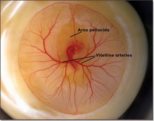Figure 13 A typical chicken embryo by day 4, showing the eight shaped area pellucida, and the location of the vitteline arteries, which always form in the region of the “funnel” of the eight.