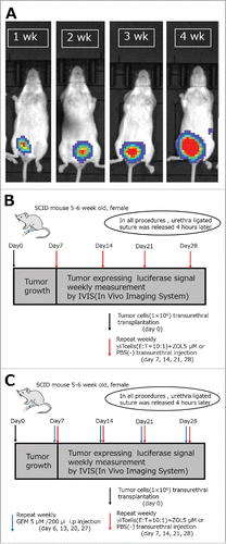 Figure 5. Experimental design of the in vivo orthotopic mouse model. (A) Example of the 5–6 week orthotopic xenograft model. On the initial day, mice were intravesically treated with UMUC3-luc expressing cells (1.0 × 106 cells) following anti-asialo GM (100 μg/body i.p.) antibody treatment. (B) Flowchart of the experimental design. UMUC3-luc cells (1 × 106) were orthotopically transplanted into 5–6-week-old female SCID mice by intravesical administration on day 0. The transplanted tumors were allowed to establish for 7 days. The mice were then randomized and divided into two groups followed by treatment by intravesical injections of 1 × 107 γδT cells along with 5 μM ZOL or PBS once a week for a total of four injections. (C) Flowchart of the experimental design in combination with gemcitabine. Same as in (B), with intraperitoneal gemcitabine pretreatment once a week for a total of four injections (days 6, 13, 20, and 27).