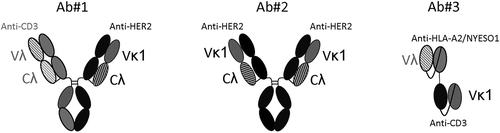 Figure 1. Schematic representation of the structures of antibodies used in this study. Ab#1 is a bispecific antibody, Ab#2 is a monospecific bivalent antibody, and Ab#3 is a BiTE antibody that comprises two scFv fusion proteins. The target antigen of each paratope is described.