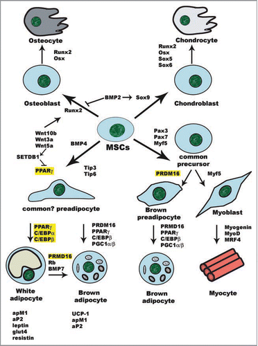 Figure 1 Cell fate decision of MSCs. Commitment of MSCs into the chondro-osteogenic lineage has been shown to rely on the expression of the master transcription factor Runx2.Citation114–Citation116 Sox proteins are the major transcription factors that regulate chondrogenic differentiation, whereas Runx2/Cbfa1 and Osterix/Osx participate in both osteocyte and chondrocyte differentiation. The Wnt canonical pathway activates Runx2 and induces an osteogenic fate,Citation117 at the expense of the adipogenic lineage.Citation55,Citation56 On the other hand, BMP2 induces the expression of Sox9 but represses Runx2, thus driving MSCs into chondrogenesis. Commitment to the myogenic lineage and myogenesis are governed by muscle-specific transcription factors that include Myf5, MyoD, myogenin and MRF4,Citation118,Citation119 as well as the induction of TIP-1 expression, whereas expression of TIP-3 directs the progenitors to the adipogenic lineage.Citation59 The myogenic precursors can give rise to either myocytes or brown adipocytes, depending on the absence or presence of adipogenic PRDM16.Citation70,Citation72 However, white adipocytes can also be transdifferentiated into brown adipocytes under different circumstances.