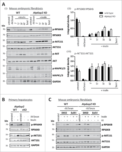 Figure 7. Activation of MTORC1 by insulin depends on amino acids but not on ATP6AP2 expression. (A) Activation of MTORC1 was triggered in wild-type control (WT) and Atp6ap2 knockout (KO) MEFs by 1 h starvation of serum and amino acids and subsequent administration of insulin (150 nM) for 5 to 60 min. Control samples were cultivated in the presence of serum and amino acids (untreated) or co-cultivated with insulin and Torin 1 (250 nM) to interfere with MTORC1 stimulation. (i) Insulin treatment led to elevated signals for phosphorylated AKT1S1 (Thr246) in both genotypes and a concomitant increase in RPS6KB phosphorylation (Thr389). Phosphorylated and total MAPK1/ERK2-MAPK3/ERK1 as well as AKT were assessed to verify insulin receptor activation. Mean ratios of p-RPS6KB to RPS6KB (ii) and p-AKT1S1 to AKT1S1 (iii) as detected in (i) were quantified from 3 independent experiments. Error bars display standard errors. (B) Insulin-dependent activation of MTORC1 in primary wild-type and Atp6ap2 conditional knockout (cKO) hepatocytes as described above (A). Cells were starved for amino acids and serum for 1 h before MTORC1 activity was triggered by application of 150 nM insulin for 15 min. (C) Control and Atp6ap2 knockout fibroblast were maintained in the presence of 50 nM BafA1 for 16 h to block lysosomal proteolysis or autophagy, respectively. MTORC1 activation was then triggered by starvation and stimulation with insulin for 15 min as described in (A), but under continued inhibitor treatment. Simultaneous reactivation of MTORC1 by amino acids and insulin was included to replenish intracellular amino acid pools. Cells were kept in DMEM containing serum and amino acids (untreated) as a control for the steady-state activity of MTORC1 or processed with DMSO as solvent control.