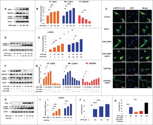 Figure 2. MPTP treatment induces autophagy and cell death in cultured C6 cells and this effect is CDK5-mediated. An increased protein level of CDK5 and LC3B-II and a decreased level of SQSTM1 (A and B) were observed in C6 cells treated with MPTP. EGFP-LC3 puncta were induced by MPTP treatment (C). A treatment of 100 nM BAFA1 blocked the fusion of autophagosomes and lysosomes and led to accumulation of LC3B-II (D and E). Knockdown of the Cdk5 gene by siRNA abolished the formation of EGFP-LC3 puncta (C) and the altered protein levels of LC3B-II and SQSTM1 (F and G) in C6 cells with MPTP treatment. Overexpression of CDK5 increased autophagosome formation (C), LC3B-II accumulation (H and I) and cell death (K) in C6 cells with and without MPTP treatment. MPTP induced cell death in C6 cells in a dose-dependent manner (J). Knockdown of the mRNA expression of the Atg7 gene or the Cdk5 gene blocked MPTP induced cell death (K). Relative protein abundance was normalized to ACTB. Data are representative of 3 independent experiments with similar results. *, P < 0.05; **, P < 0.01; ***, P < 0.001; ****, P < 0.0001; one-way ANOVA with the Tukey post-hoc test. Bars represent mean ±SEM.