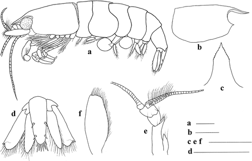 Figure 1. Discias nanhaiensis sp. nov., holotype. (a) habitus, lateral view; (b) carapace, lateral view; (c) rostrum, dorsal view; (d) telson and uropods, dorsal view; (e) right antennule, dorsal view; (f) left scaphocerite, dorsal view. Scale bars: 1.0 mm.