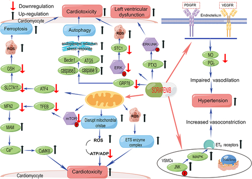 Figure 1 Mechanism of sorafenib-induced cardiovascular toxicity. Sorafenib acts through complex mechanisms and different tissues that contribute to sorafenib-induced cardiovascular toxicity.
