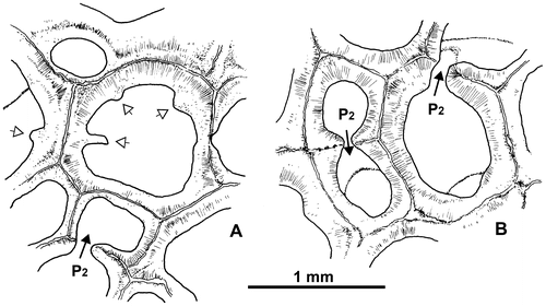 Figure 18. Thamnopora sp. Transverse sections showing (A) unusual corallites bearing squamulae (or spines?) and (B) two kinds of pores P2 : midface wall pore (left) and side face wall pore (upper right). Respectively LPB 19367, thin section Bb 1130 and LPB 19366, thin section Bb 1131.