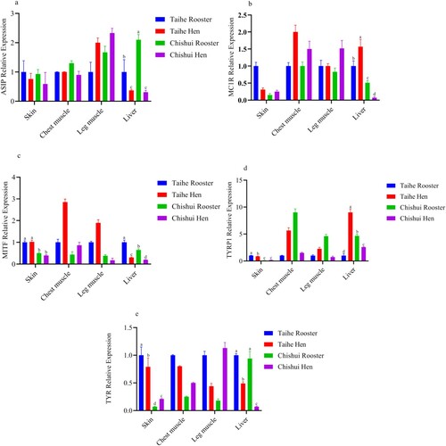 Figure 2. The mRNA expression levels of ASIP, MC1R, MITF, TYRP1 and TYR in the four tissues of Taihe silky fowl and Chishui silky fowl. a-dColumns with different superscript letters are significantly different between breeds (P < 0.05). Values are represented as mean ± SD (n = 6–8). a: ASIP mRNA expression level in Taihe silky fowl and Chishui silky fowl; b: MC1R mRNA expression level in Taihe silky fowl and Chishui silky fowl; c: MITF mRNA expression level in Taihe silky fowl and Chishui silky fowl; d: TYRP1 mRNA expression level in Taihe silky fowl and Chishui silky fowl; e: TYR mRNA expression level in Taihe silky fowl and Chishui silky fowl.