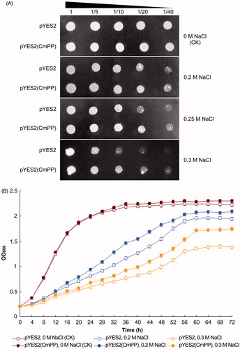 Figure 3. Salt tolerance of S. cerevisiae could be enhanced by heterologous expression of CmPP, as assessed by comparing the growth of salt-sensitive yeast strain ena1- carrying the recombinant vector pYES2(CmPP) or the empty vector pYES2 under salt stresses of different NaCl concentration. (A) Dot-plating test with serial dilutions (1-, 5-, 10-, 20-, 40-fold) for the colony growth of S. cerevisiae; (B) Spectrometric analysis for the dynamic growth curve of S. cerevisiae. The control (CK) means the intrinsic NaCl concentration (0 M) in YPG medium. Error bars represent the SD of three separate trials with different clones of each yeast strain.