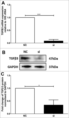 Figure 4. Validation of reduced TGFB3 mRNA and TGFβ3 protein expression in BeWo trophoblast cells. A: Reduction of TGFB3 mRNA expression following 48h VDR siRNA transfection, where ‘NC’ refers to non-targeted siRNA control and ‘si’ refers to VDR siRNA treated cells. B: Representative immunoblot of TGFβ3 protein and GAPDH as loading control at 47kDa and 37kDa respectively. C: Protein quantitation of TGFβ3 expression. The graphs depict results from n≥3 independent experiments. Data presented as mean ± SEM. *p < 0.05, ***p<0.001, Student's t test.