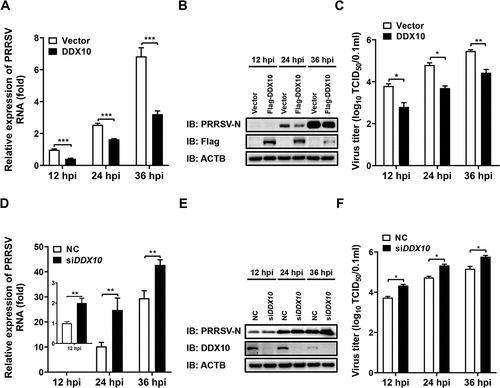 Figure 2. DDX10 negatively regulates the proliferation of PRRSV. (A–C) iPAMs were transfected with pCAGGS-Flag-DDX10 or empty vector for 30 h and then infected with PRRSV (MOI = 0.5). At 12, 24, and 36 hpi, the cells were collected for qRT-PCR (A), western blotting (B), and TCID50 assay (C). (D–F) iPAMs were transfected with siDDX10 or NC for 24 h and then infected with PRRSV (MOI = 0.5). At 12, 24, and 36 hpi, the cells were collected for qRT-PCR (D), western blotting (E), and TCID50 assay (F). ACTB (actin beta) served as a protein loading control. These experiments were repeated at least three times, and the data shown are the means ± SD (n = 3). (***P < 0.001; **P < 0.01; *P < 0.05).