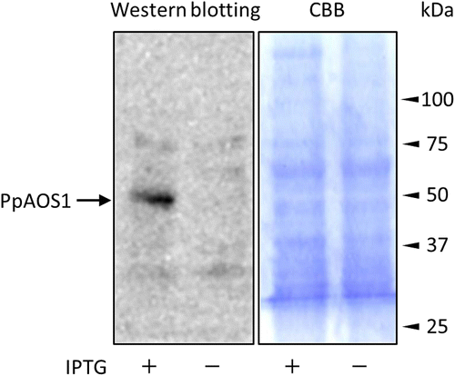 Fig. 8. Detection of PpAOS1 in lysates of E. coli overexpressing PpAOS1.