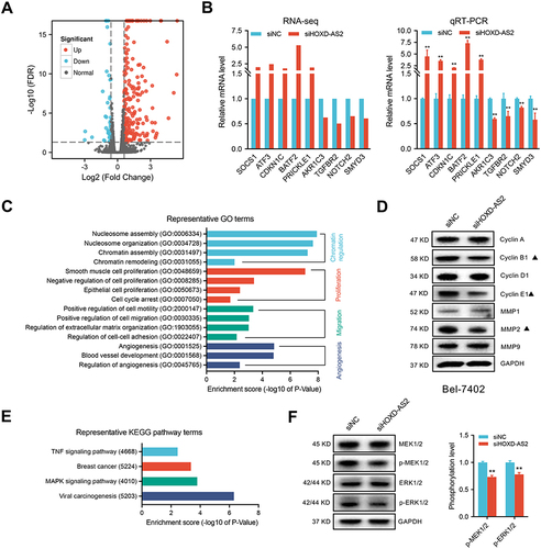 Figure 6 The effect of HOXD-AS2 knockdown on the transcriptome of HCC cells is revealed by RNA-Seq. (A) Volcano plots displaying 233 differentially expressed genes (DEGs) between knockdown and negative control Bel-7402 cells with |log2(FC)| ≥ 0.6 and FDR < 0.05. The red and blue points represent genes that up-regulated and down-regulated after HOXD-AS2 knockdown, respectively. (B) Validation of RNA-Seq results (left) through detecting nine of known HCC-related genes by qRT-PCR (right). (C) Representative GO terms for biological processes (BP) enriched by DEGs. (D) The impact of HOXD-AS2 knockdown on the expression of some critical regulators that control cell cycle and metastasis was examined by western blotting. The black triangles (▲) represent genes whose expression changed when HOXD-AS2 knockdown. (E) Representative KEGG pathway terms that enriched by DEGs. (F) The impact of HOXD-AS2 knockdown on the activity of MEK/ERK pathway was examined by western blotting. siNC, negative control; siHOXD-AS2, HOXD-AS2 knockdown group. Data are given as mean ± SD (n = 3). **p < 0.01.