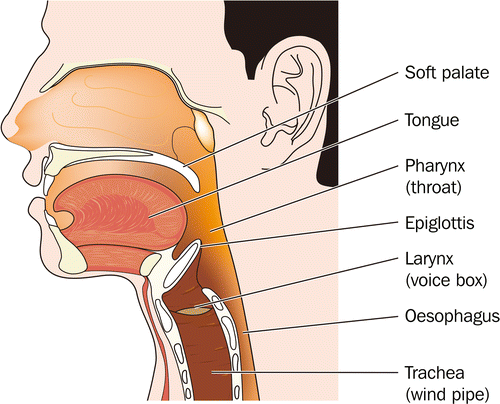 Figure 1A Anatomy of the oropharynx.