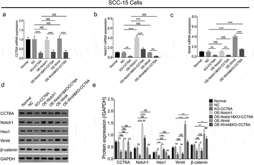 Figure 6. Notch1 and Wnt4 compensated the effect of CCT6A on regulating Notch and Wnt pathways. CCT6A mRNA expression (a) Notch1 mRNA expression (b), Wnt4 mRNA expression (c) and their protein expressions (d, e) in rescue experiments.