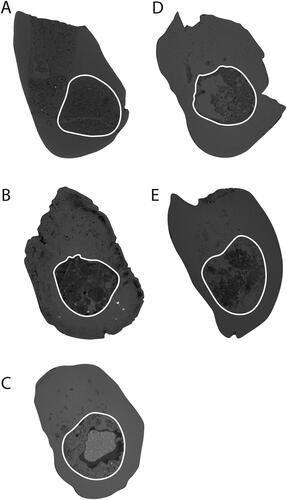 Fig. 6. Cross sections of the mandible scaled to similar sizes. A, Parvopalus clytiei (AM F161198) at the anterior of m3, B, Steropodon galmani (AM F161197) in between m2 and m3, C, Dharragarra aurora (AM F97262) in between m2 and m3, D, Steropodon galmani (AM F97263) in between m2 and m3, E, Opalios splendens (AM F132598) in between m1 and m2. The white line indicates the mandibular canal.