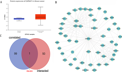 Figure 8 GNPNAT1-binding proteins enrichment analysis. (A) The difference in GNPNAT1 total protein between breast tumor and normal breast tissues. (B) The connection net of the top 50 GNPNAT1-binding proteins. (C) A Venn diagram about intersection analysis of the top 50 proteins and the top 100 genes.