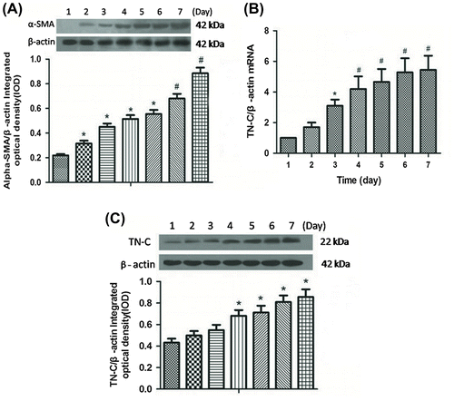 Fig. 1. TN-C level was being increased in activated HSCs.