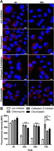 Figure 3 Analysis of the intracellular processing of the silk spheres in SKBR3 cells. (A) The cells were incubated with ATTO647N-labeled H2.1MS1:H2.1MS2 spheres in the presence of lysosomal inhibitor chloroquine, cathepsin G inhibitor I or chymostatin for the indicated time periods at 37 °C. The silk particles were observed using CLSM. Red, spheres conjugated with ATTO647N; blue, nuclei stained with DAPI; scale bar: 10 μm. (B) The fluorescence intensity of the silk spheres was measured by the mean fluorescence value (±SEM) per cell (n=30). Statistical significance with p<0.001 (***), p<0.01 (**), p<0.05 (*).