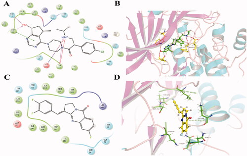 Figure 5. The result of molecular docking of Compound 6 and ipatasertib with AKT1 (PDB: 6HHF). (A, B) The binding conformation of ipatasertib in the active site of AKT1. (C, D) The binding conformation of Compound 6 in the active site of AKT1.
