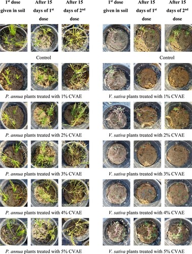 Figure 4. Poa annua and Vicia sativa plants treated with Callistemon viminalis aqueous extract (CVAE).