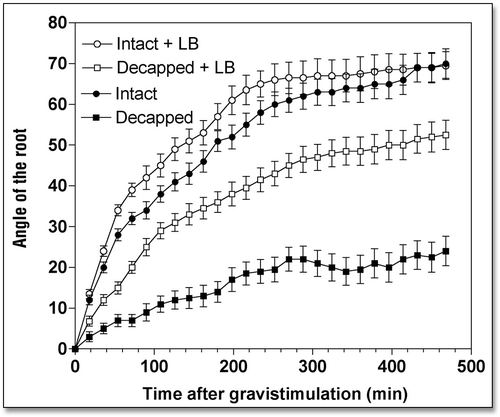 Figure 3 Effects of Latrunculin B (10 µM for 2 h) on the kinetics of gravibendings of intact and decapped maize roots. Values are means ± SE, n = 15.