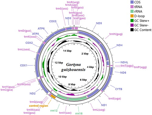Figure 3. Location and arrangement of genes on the mitogenome of the G. guizhouensis. A circular mitochondrial genome map was drawn using the Proksee server (https://proksee.ca/).