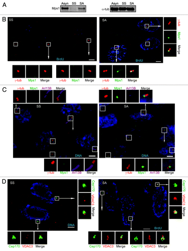 Figure 3. Centrosomal levels of Mps1 and VDAC3 were reduced in starved cells and increased after serum addition. (A) Immunoblots show the cellular level of Mps1 in RPE1 lystes from cells that were asynchronously growing (Asyn), serum starved (SS), are starved and stimulated with serum for 20 h (SA). α-tub was used as loading control. (B–D) Shown are representative fields of RPE1 cells that were serum starved (SS) or serum stimulated for 20 h (SA) and; (B) labeled with BrdU (blue) and stained for Mps1 (green) and γ-tub (red); (C) stained for Mps1 (green), Arl13B (magenta), γ-tub (red) and DNA (blue), or (D) stained for VDAC3 (red) and Cep170 (green). SS cells were stained for DNA (blue) and SA cells were labeled with BrdU (blue) in (D). The centrosome and/or cilia of every cell are indicated by a box, magnified panels are shown for cells marked by arrows. Bar = 5 μm in (B–D).