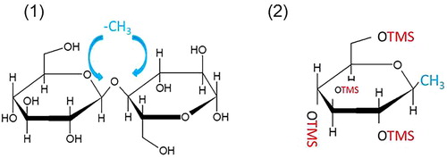 Figure 4. Scheme of the preparation procedure of samples: (1). Methanolysis. Rupture of the glycosidic bond and incorporation of the methyl group; (2). Trimethylsilication of –OH groups.