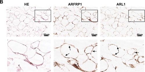 Figure 5.  ARL1 targeting is disrupted in Arfrp1−/ −  embryos. Immunohistochemical detection of ARFRP1 and ARL1 in control and Arfrp1−/ −  embryos at day E 6.5 (A) and of fat tissue associated with the uterus of Arfrp1+/ −  mother (B). Serial transversal sections of uteri at the stage of E6.5 were prepared and stained with hematoxilin and eosin (HE) or used for immunohistochemical detection of ARFRP1 and ARL1. ee, embryonic ectoderm; pac, proaminotic cavity.