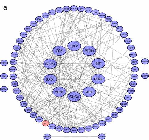 Figure 3. PPI network and GO/KEGG pathway enrichment results of genes in the cluster (a) DEGs in Protein-protein interaction network. Nodes in red represent upregulated genes and nodes in blue represent downregulated genes, the internal circle indicates the cluster (b) cellular component, (c) molecular function (d) biological process, (e) KEGG pathway