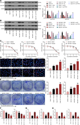 Figure 6 PTPN1 activates the PI3K/AKT pathway in CC cells. (A) the extents of PI3K and AKT phosphorylation in parental and drug-resistant Caski-1 cells determined by Western blot (**p < 0.01 vs Caski-1 cells; ##p < 0.01 vs Caski-1 + PBS; @@p < 0.01 vs Caski-1/R + PBS; &&p < 0.01 vs Caski-1 + oe-NC; $$p < 0.01 vs Caski-1/R + oe-NC); (B) the extents of PI3K and AKT phosphorylation in parental and drug-resistant ME180 cells determined by Western blot (**p < 0.01 vs ME180 cells; ##p < 0.01 vs ME180 + PBS; @@p < 0.01 vs ME180/R + PBS; &&p < 0.01 vs ME180 + oe-NC; $$p < 0.01 vs ME180/R + oe-NC). Parental and drug-resistant Caski-1 and ME180 cells were treated with the PI3K/AKT-specific agonist Recilisib in combination with SC and DDP. (C) cell survival detection by CTG kit; (D) proliferative activity of cells determined by EdU staining assay (**p < 0.01 vs Caski-1 + DMSO; ##p < 0.01 vs Caski-1/R + DMSO; @@p < 0.01 vs ME180 + DMSO; &&p < 0.01 vs ME180/R + DMSO); (E) colony formation of cell tested by colony formation assay (**p < 0.01 vs Caski-1 + DMSO; ##p < 0.01 vs Caski-1/R + DMSO; @@p < 0.01 vs ME180 + DMSO; &&p < 0.01 vs ME180/R + DMSO); (F) proportions of apoptotic cells evaluated by flow cytometry (**p < 0.01 vs Caski-1 + DMSO; ##p < 0.01 vs Caski-1/R + DMSO; @@p < 0.01 vs ME180 + DMSO; &&p < 0.01 vs ME180/R + DMSO); (G) the LDH release of CC cells assessed by LDH kits (**p < 0.01 vs Caski-1 + DMSO; ##p < 0.01 vs Caski-1/R + DMSO; @@p < 0.01 vs ME180 + DMSO; &&p < 0.01 vs ME180/R + DMSO); (H) the activity of caspase-3 in cells examined by Caspase-3 kits (**p < 0.01 vs Caski-1 + DMSO; ##p < 0.01 vs Caski-1/R + DMSO; @@p < 0.01 vs ME180 + DMSO; and &&p < 0.01 vs ME180/R + DMSO). The experiments were repeated at least three times. The data are expressed as the means ± SD of three experiments. Statistical analysis was performed utilizing the one-way (panel D, E, F, G and H) or two-way ANOVA (panel A, B and C) test combined with Tukey’s test.