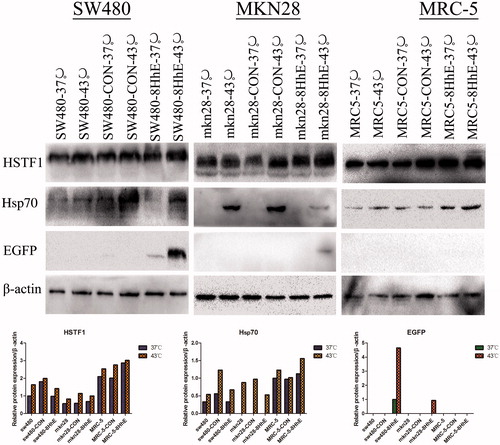Figure 5. Western-blotting analysis of HSTF1, Hsp70 and EGFP protein expression. SW480, MKN28 and MRC5 cells were transfected with the control lentivirus (pLVX-Ubi-3FLAG) or the 8HSEs-hTERTp-EGFP lentivirus (pLVX-8HSEs-hTERTp-EGFP-3FLAG). The cells were incubated at 37 or 43 °C for 1 h. Infected and uninfected cells were harvested 24 h after heat treatment. The protein levels of HSTF1, Hsp70 and EGFP were assessed by Western-blotting. Integrated optical density was measured to evaluate protein expression relative to β-actin expression.