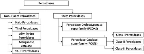 Figure 1. A schematic flowchart representing classes of peroxidases.