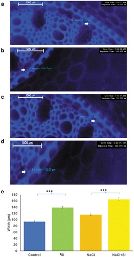 Figure 4. The changes in the width of the Casparian strip observed under the fluorescent microscope in roots of plants grown under different treatments. The stained root images were taken from control plants (a), salinity-treated plants (b) and silicon alone treated plants (c), and salt stress plus silicon-treated plants (d). The measurements were statistically analyzed for different samples (e). Changes in the width were measured in μm. The values represent the means (n = 15 ± SE) and significant differences at p < .001 are marked by asterisks.