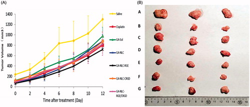 Figure 4. (A) Change in the volume of tumor over the course of treatment. (B) The volume of excised tumor tissue. A: Saline, B: cisplatin, C: GA-Sol, D: GA-NLC, E: GA-NLC-RGE, F: GA-NLC-cRGD and G: GA-NLC-RGE/cRGD.