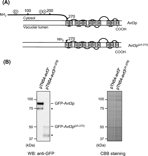 Fig. 1. Topology models of Avt3p and immunoblot analysis of GFP–Avt3p and GFP–Avt3p(Δ1–270) expressed in S. pombe avt3∆ cells.