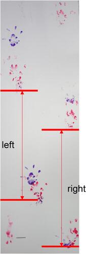 Figure 4 Measurement of stride length using footprint test. The blue footprints are for the forefoot, and the red footprints are for the hindfoot. Stride length is defined as the distance between the bases of the footprints of the hindfoot (red). The image is that of Sample #4 from Group A.