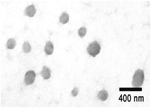 Figure 2. Transmission electron microscopy micrograph of PTd + FHA-loaded TMC NPs. PTd: pertussis toxoid; FHA: Filamentous hemagglutinin; TMC: N-trimethyl chitosan; NP: nanoparticle.