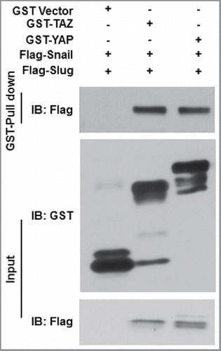 Figure 2. Snail/Slug-YAP/TAZ binding interactions. GST-YAP, GST-TAZ or GST alone were bound to glutathione beads and incubated with recombinant Flag-tagged Snail or Slug proteins. Aliquots of Flag-tagged proteins and each bound fraction were subjected to SDS-PAGE and immunoblotted with the anti- Flag and GST antibodies.