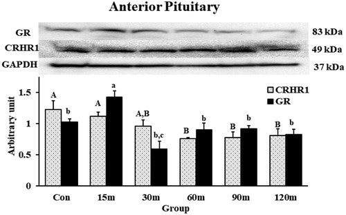 Figure 9. Western blot quantification of CRHR1 and GR in the APit during immobilization stress (Control-120m). The density of bands was analyzed using alpha view SA program. Mean ± SEM changes in protein quantity between stressed birds compared to controls were determined. Significant differences (p < 0.05) among groups were specified by different letters above each bar.