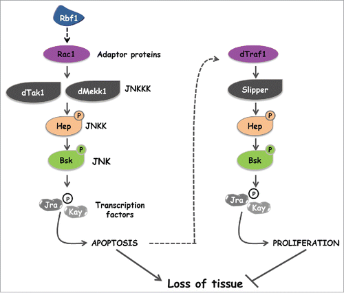 Figure 7. Two specific JNK activation pathways are involved in apoptosis and compensatory proliferation induced in response to Rbf1.