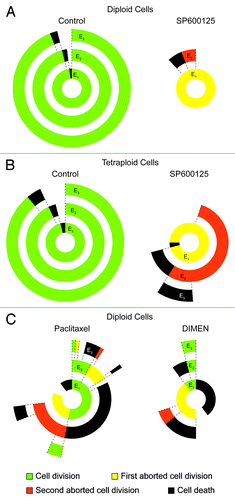 Figure 5. Transgenerational cell fate profiling of parental and near-to-tetraploid HCT 116 cells treated with SP600125. (A–C) Near-to-diploid (A and C) and near-to-tetraploid (B) human colorectal carcinoma HCT 116 cells engineered to express a histone 2B-GFP fusion protein were left untreated or exposed to 30 µM SP600125 (A and B) or, alternatively, treated with 5 nM pacitaxel or 1 µM dimethylenastron (DIMEM) (C), and then followed by live videomicroscopy for more than 72 h. Transgenerational cell profiles are illustrated for 50 cells in each condition. Green, yellow, orange and black sections illustrate the fraction of cells that underwent successful cell division (symmetric and asymmetric divisions all confounded), one abortive cell division, two consecutive abortive cell divisions and cell death, respectively. Concentric circles depict three consecutive events, starting from E1 (inner circle). Cell divisions were considered to be successful only when daughter cells were clearly separated