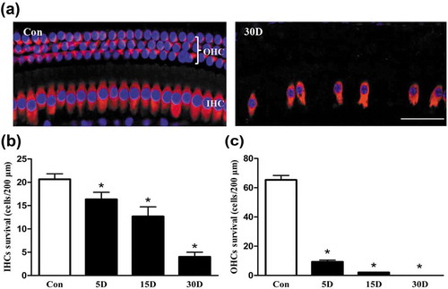 Figure 1. Sensory epithelial cells were damaged in the cochlea of mice after kanamycin and furosemide administration. (a) Morphological changes of the hair cells in the cochlea of mice from the normal and experimental groups, as determined under a confocal microscope. Images were taken from the middle turn of cochlea. Con, normal mice without drug treatment. Three rows of outer hair cells and 1 row of inner hair cells in the cochlea of mice were neatly arranged, and no hair cells were lost. 30D, 30 days after drug administration. The arrangement of hair cells was unorganized, and hair cell loss was evident. (b and c) The density of the residual inner or outer hair cells in the middle turn of cochlea at each time point. *, Compared with that in the blank control group, the density of hair cells was significantly lower (P < 0.05). Data are represented as the means ± SD; n = 5. OHC, outer hair cell; IHC, Inner hair cell; red, MYO7A staining; blue, DAPI staining. Scale bar: 40 µm.