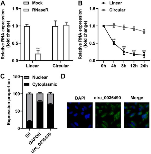 Figure 4. Properties of circ_0036490. (A) mRNA levels of MORF4L1 gene and circ_0138959 in HGFs after RNaseR treatment. (B) RT-qPCR analysis for the expression of circ_0138959 and MORF4L1 gene in HGFs at the indicated time after treatment with Actinomycin D. (C) RNA in the cytoplasm and nucleus was separated, and the expression of circ_0138959 was evaluated by RT-qPCR. (D) Localisation of circ_0036490 was evaluated by FISH assay. **p < 0.01. HGF: human gingival fibroblast. RT-qPCR: reverse transcription quantitative real-time PCR. FISH: fluorescence in situ hybridisation.