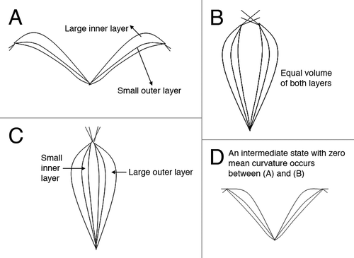 Figure 4 Water volume in the outer and inner layers in the open, semi-closed, and closed states. (a) The open state has large inner layer and small outer layer. (b) The semi-closed state has equal volume in both layers. (c) The closed state has large outer layer and small inner layer, in contrast to the open state. (d) An intermediate state has zero mean curvature. It happens between the open and the semi-closed state.