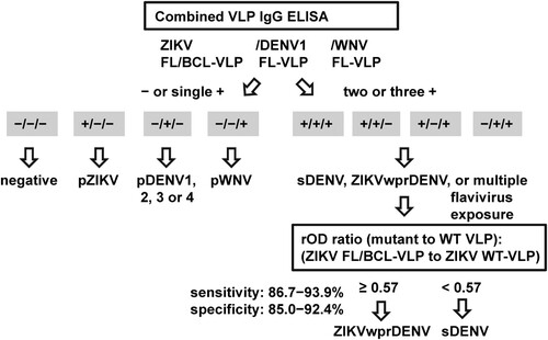 Figure 4. Proposed algorithm of combined VLP IgG ELISA to distinguish three flavivirus infections. Based on the positivity to FL or FL/BCL mutant VLP of three flaviviruses (ZIKV, DENV and WNV), the samples that were negative to all three or positive to one of the mutant VLP could be flavivirus naïve or primary DENV, pZIKV or pWNV infection. For samples that were positive to two or more mutant VLP, the rOD ratio of ZIKV mutant to WT VLP will be calculated to distinguish sDENV and ZIKVwprDENV infections.